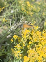 Crossidius suturalis