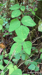 Amphicarpaea bracteata