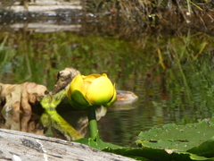 Nuphar polysepala