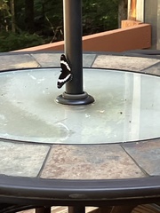 Limenitis arthemis arthemis