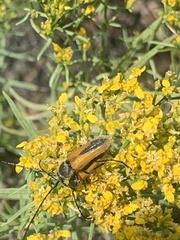 Crossidius suturalis