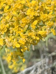 Gutierrezia microcephala