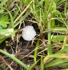 Heliomyces decolorans