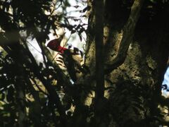 Campephilus robustus