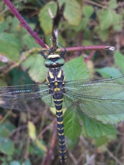 Cordulegaster boltonii