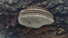 Ganoderma brownii