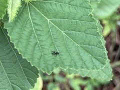 Camponotus sexguttatus