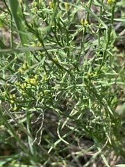 Gutierrezia microcephala