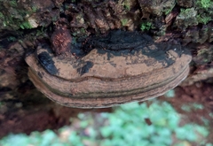 Ganoderma brownii