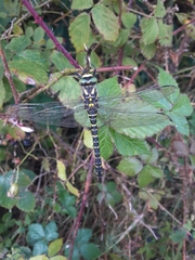 Cordulegaster boltonii