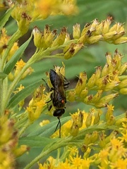 Astata