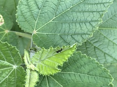 Camponotus sexguttatus