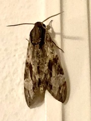 Agrius convolvuli