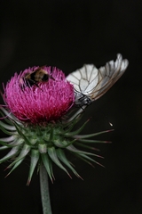 Aporia crataegi