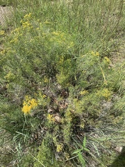 Gutierrezia microcephala