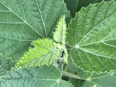 Camponotus sexguttatus