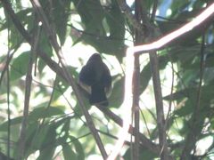 Trichothraupis melanops