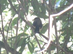 Trichothraupis melanops