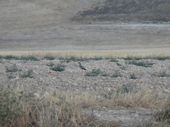 Burhinus oedicnemus