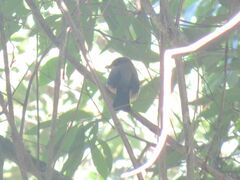 Trichothraupis melanops