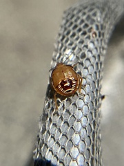 Podisus maculiventris