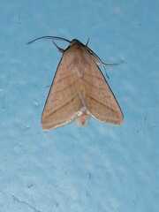 Noctuoidea
