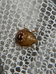 Podisus maculiventris