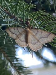 Lambdina fiscellaria
