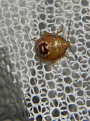 Podisus maculiventris
