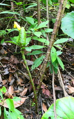 Costus pictus