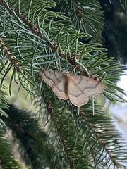 Lambdina fiscellaria