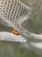 Podisus maculiventris