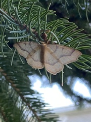 Lambdina fiscellaria