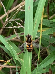 Helophilus fasciatus