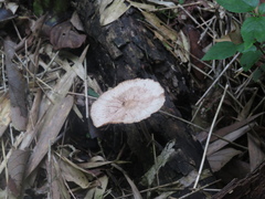 Macrolepiota colombiana