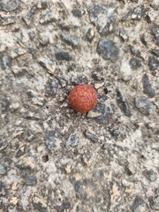 Amphibolips quercusjuglans