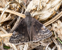 Erynnis