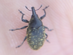Larinus turbinatus