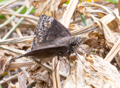 Erynnis