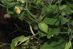 Physalis pubescens