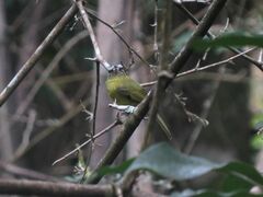 Pogonotriccus eximius