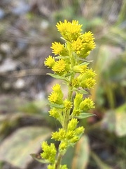 Solidago puberula