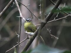 Pogonotriccus eximius