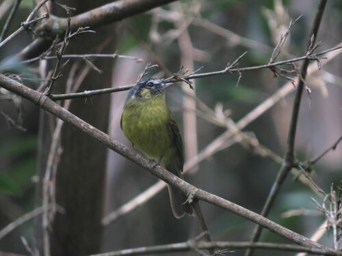 Southern Bristle Tyrant (Pogonotriccus eximius), photo 9