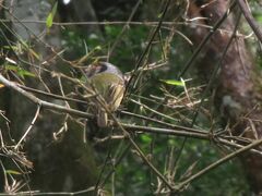 Myiornis auricularis