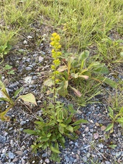 Solidago puberula