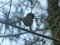 Myiornis auricularis