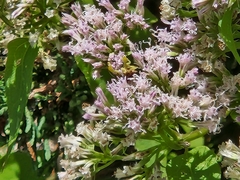 Mikania scandens