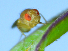 Drosophila