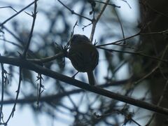 Myiornis auricularis